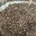 无硫猫须草野生猫须草茶牙努秒猫须公草新鲜干货
