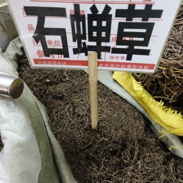 中药材石蝉草新货干度好颜色漂亮批发零售