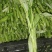 空心菜，豆腐菜，红苋菜