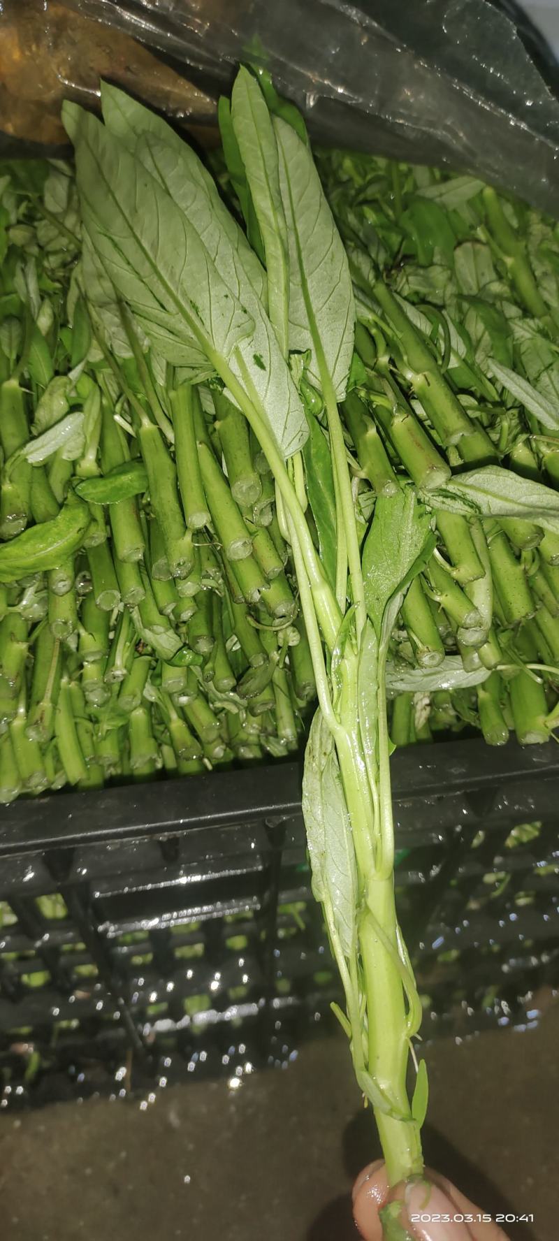 空心菜，豆腐菜，红苋菜