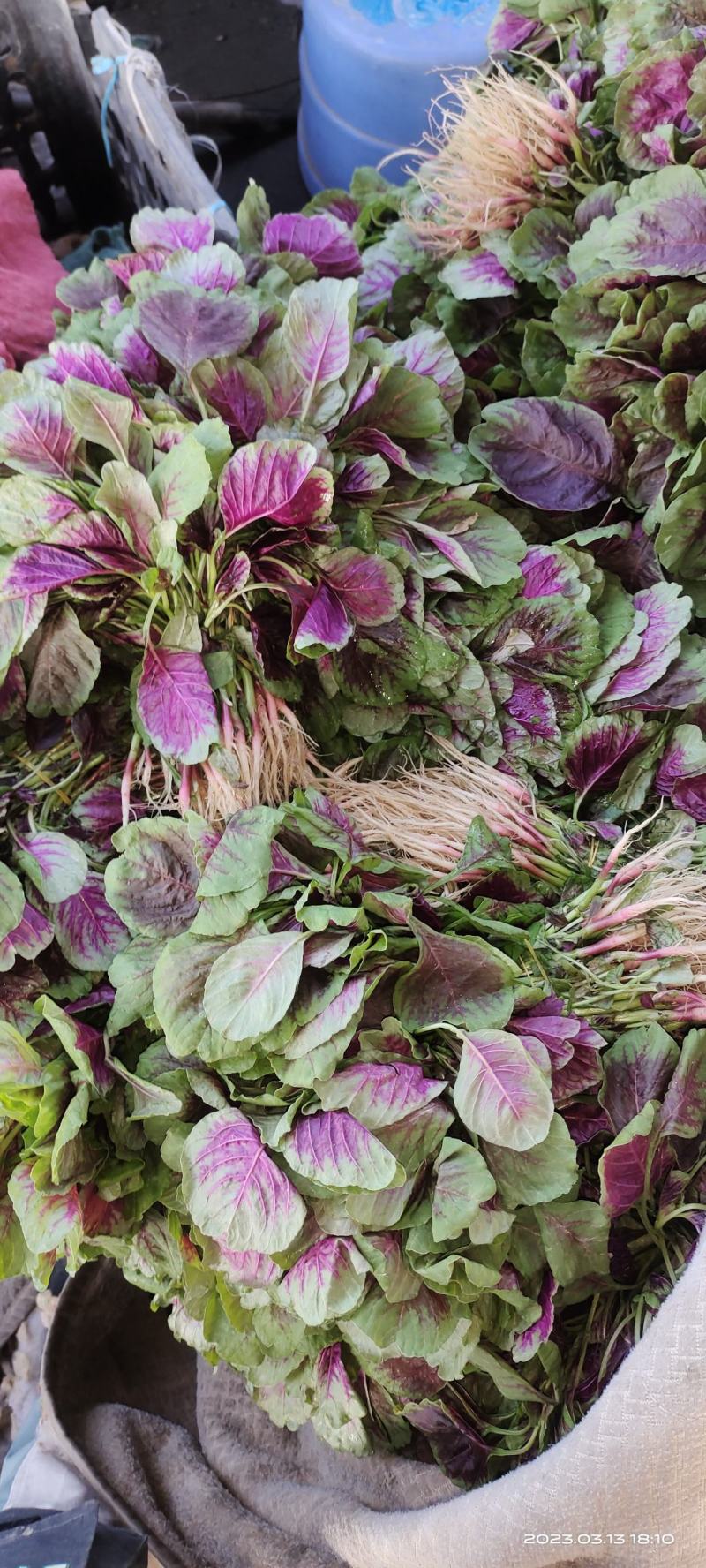 空心菜，豆腐菜，红苋菜