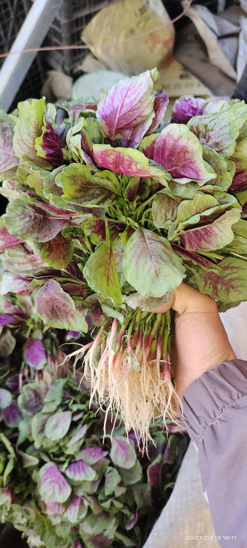 空心菜，豆腐菜，红苋菜