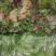 空心菜，豆腐菜，红苋菜