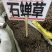中药材石蝉草新货干度好颜色漂亮批发零售