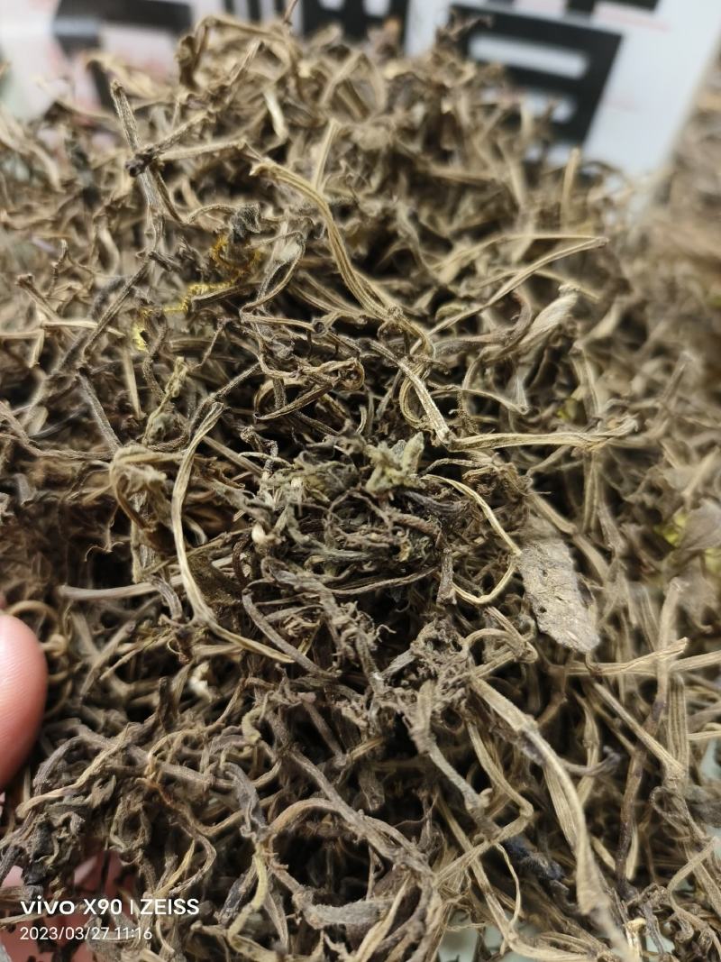 中药材石蝉草新货干度好颜色漂亮批发零售