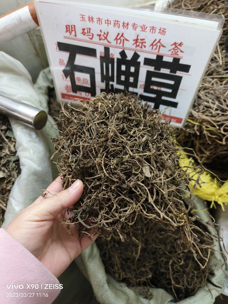 中药材石蝉草新货干度好颜色漂亮批发零售