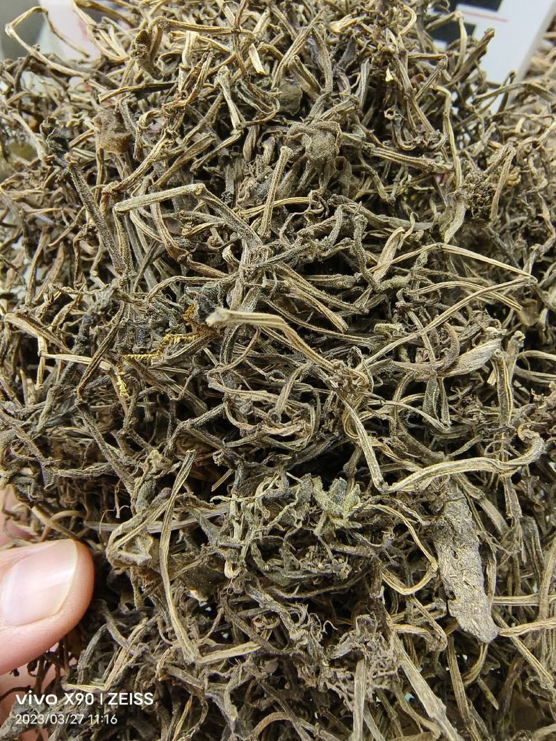中药材石蝉草新货干度好颜色漂亮批发零售