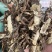 中药材无硫蒿本西芎藁本稿本高本辽藁本稿本蒿本片
