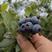 【现摘现发】莱克西蓝莓精品蓝莓大量上市货源充足