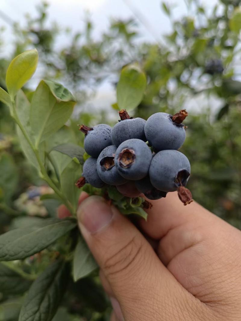 【现摘现发】莱克西蓝莓精品蓝莓大量上市货源充足