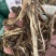 中药材批野生前胡中药材无硫前胡正宗野生前胡
