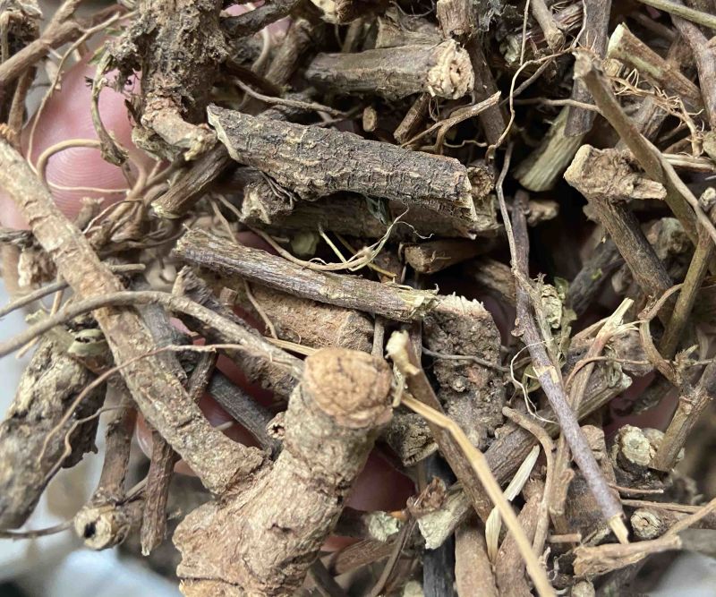 野生红骨含羞草根红茎骨感应草怕羞草根正宗原生
