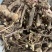 野生红骨含羞草根红茎骨感应草怕羞草根正宗原生