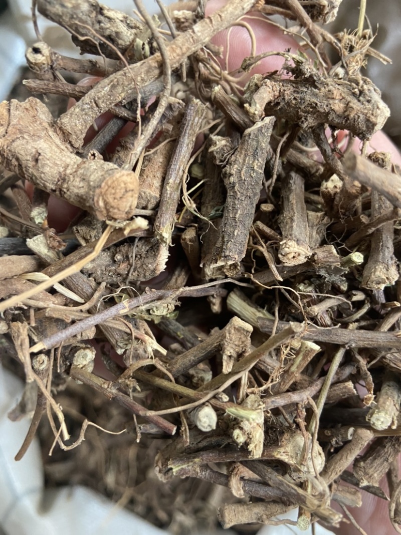 野生红骨含羞草根红茎骨感应草怕羞草根正宗原生