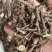 野生红骨含羞草根红茎骨感应草怕羞草根正宗原生