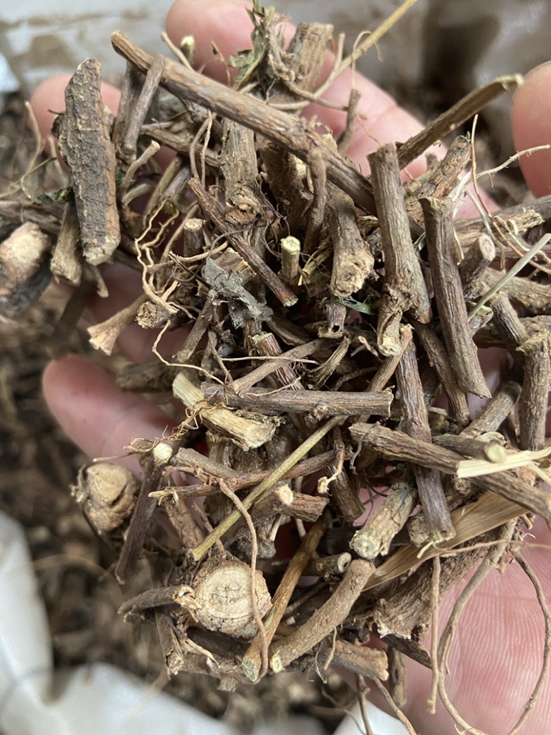 野生红骨含羞草根红茎骨感应草怕羞草根正宗原生