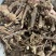 野生红骨含羞草根红茎骨感应草怕羞草根正宗原生