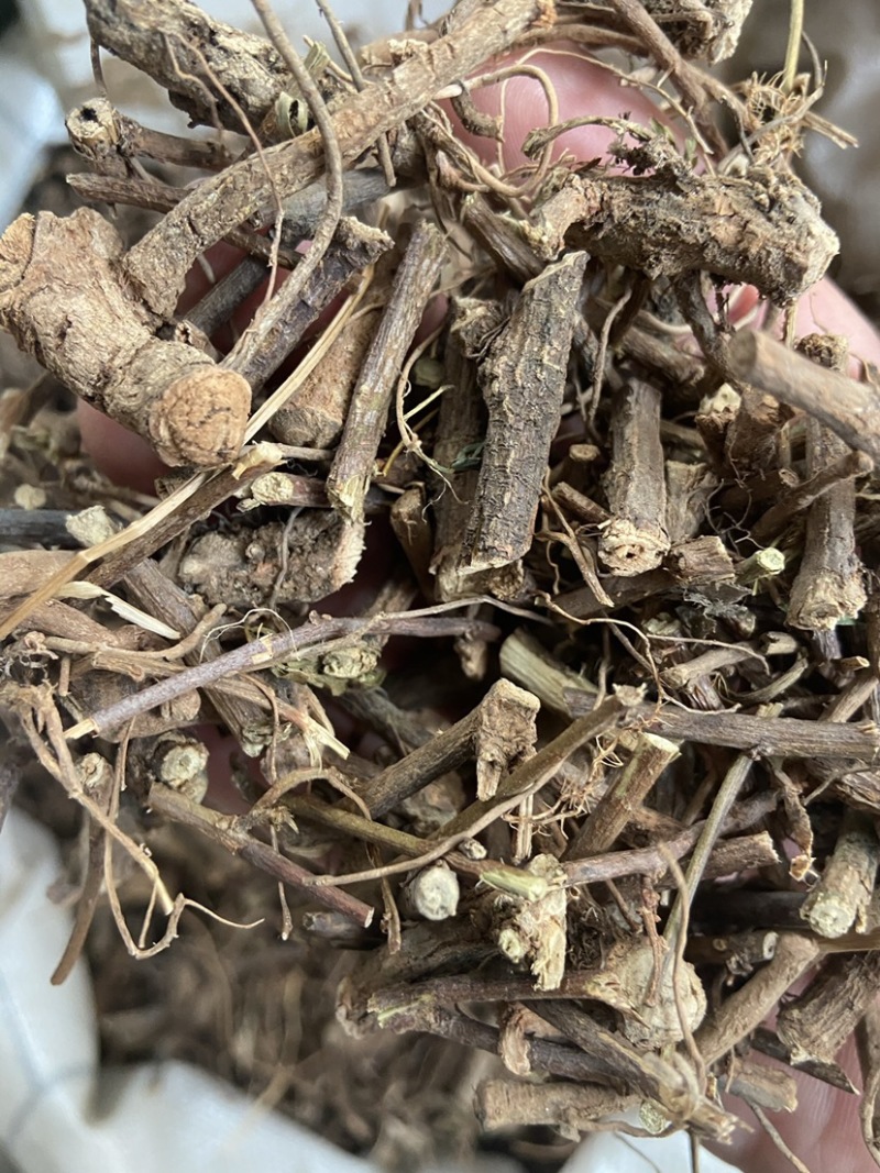 野生红骨含羞草根红茎骨感应草怕羞草根正宗原生