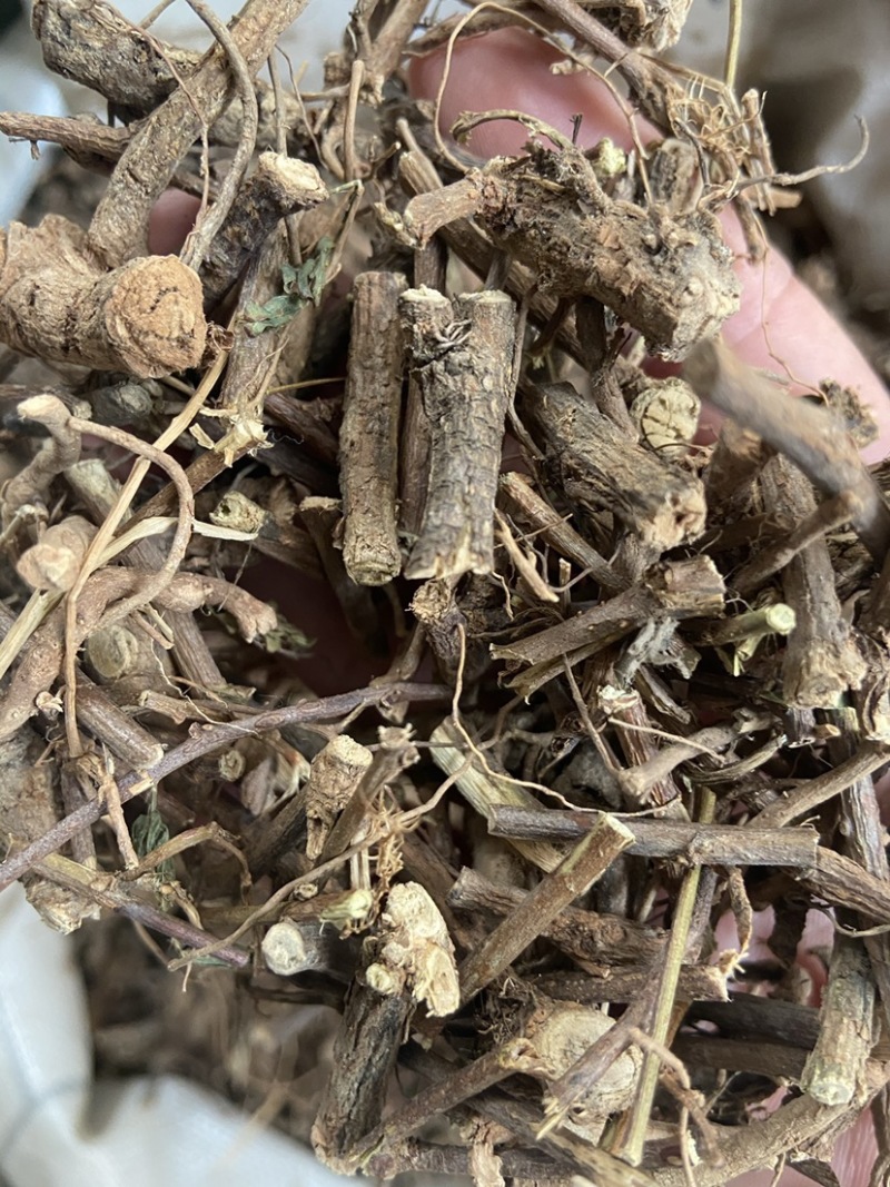 野生红骨含羞草根红茎骨感应草怕羞草根正宗原生