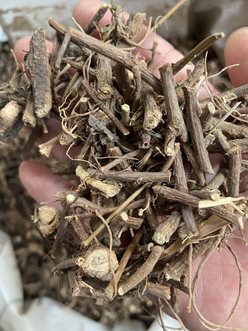 野生红骨含羞草根红茎骨感应草怕羞草根正宗原生