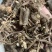 野生红骨含羞草根红茎骨感应草怕羞草根正宗原生