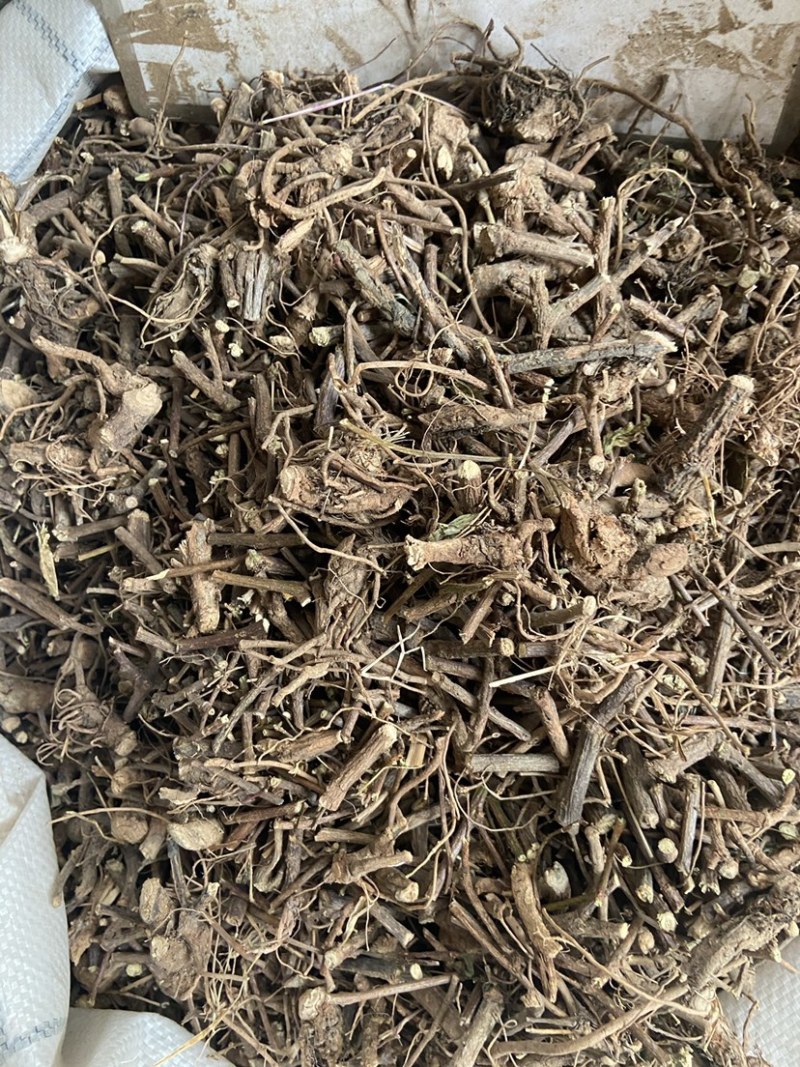 野生红骨含羞草根红茎骨感应草怕羞草根正宗原生