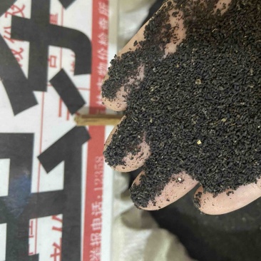 正宗六堡虫屎茶茶叶虫茶无添加龙珠茶广西梧州特产