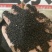 正宗六堡虫屎茶茶叶虫茶无添加龙珠茶广西梧州特产