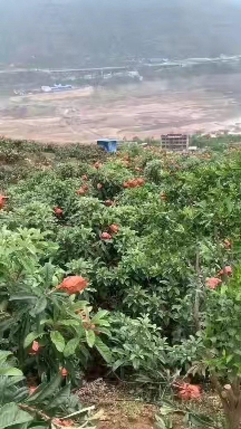 云南枇杷云南五星枇杷大量上市全国统发欢迎各大平台对接