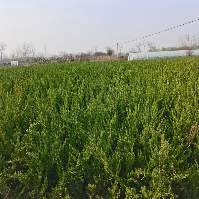 龙柏苗龙柏小苗龙柏树苗小龙柏龙柏四季常青绿化工程