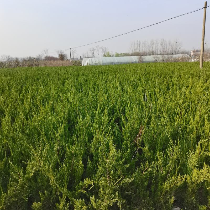 龙柏苗龙柏小苗龙柏树苗小龙柏龙柏四季常青绿化工程