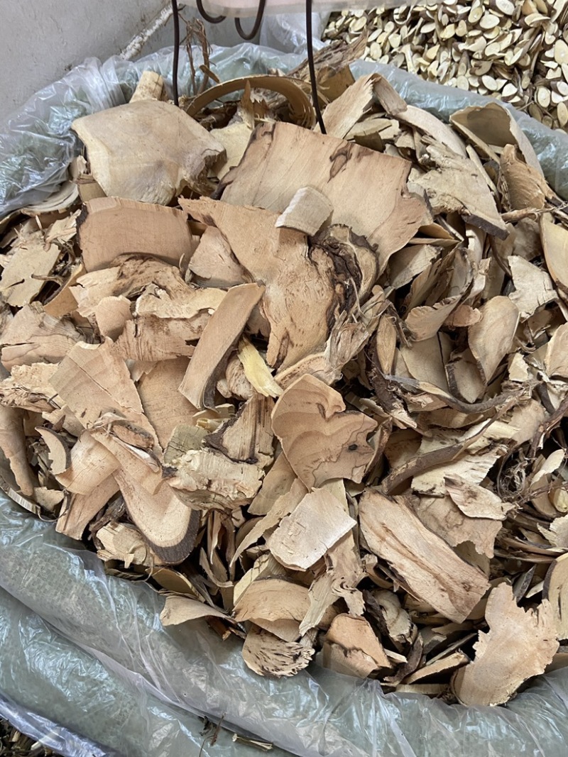 野生白背叶根无硫白背根,白膜根白朴根野桐根中药材