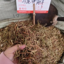 中药材马尾伸筋草新货干度好批发零售货源充足