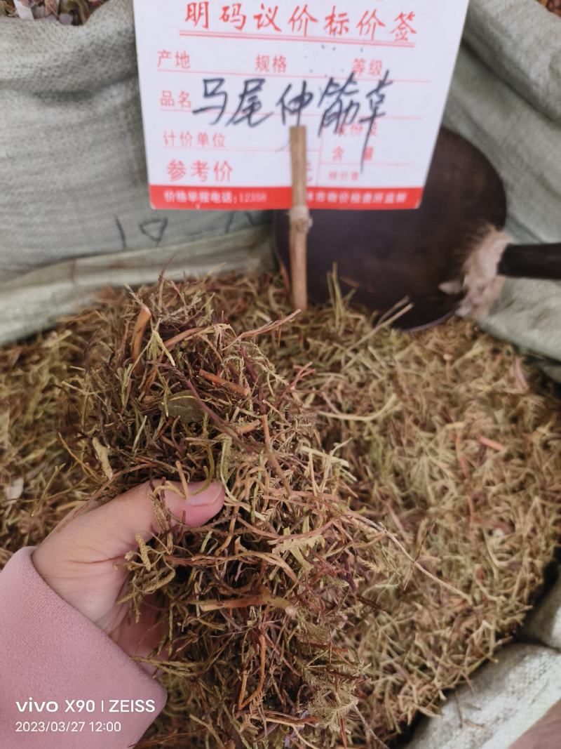 中药材马尾伸筋草新货干度好批发零售货源充足