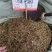 中药材马尾伸筋草新货干度好批发零售货源充足
