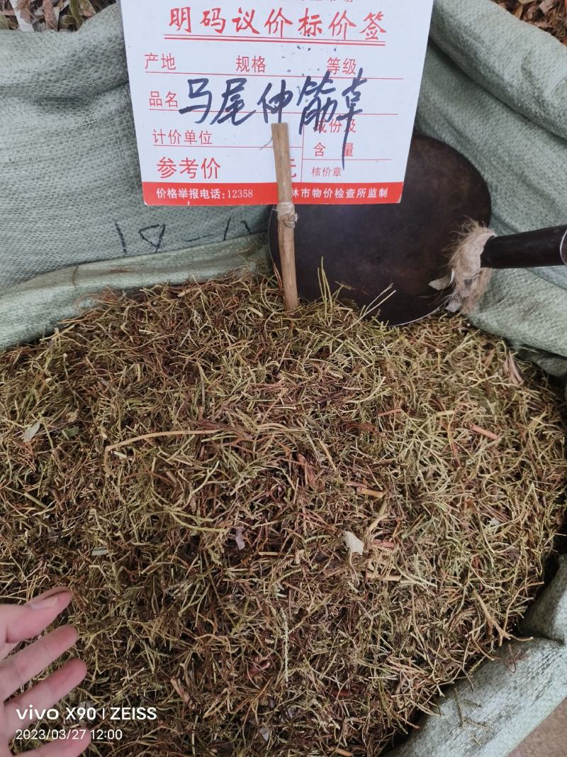 中药材马尾伸筋草新货干度好批发零售货源充足