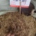 中药材马尾伸筋草新货干度好批发零售货源充足