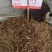中药材马尾伸筋草新货干度好批发零售货源充足