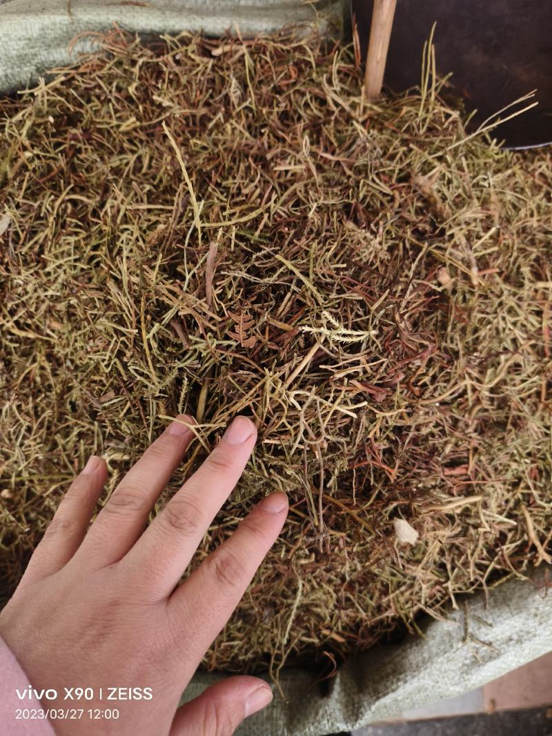 中药材马尾伸筋草新货干度好批发零售货源充足