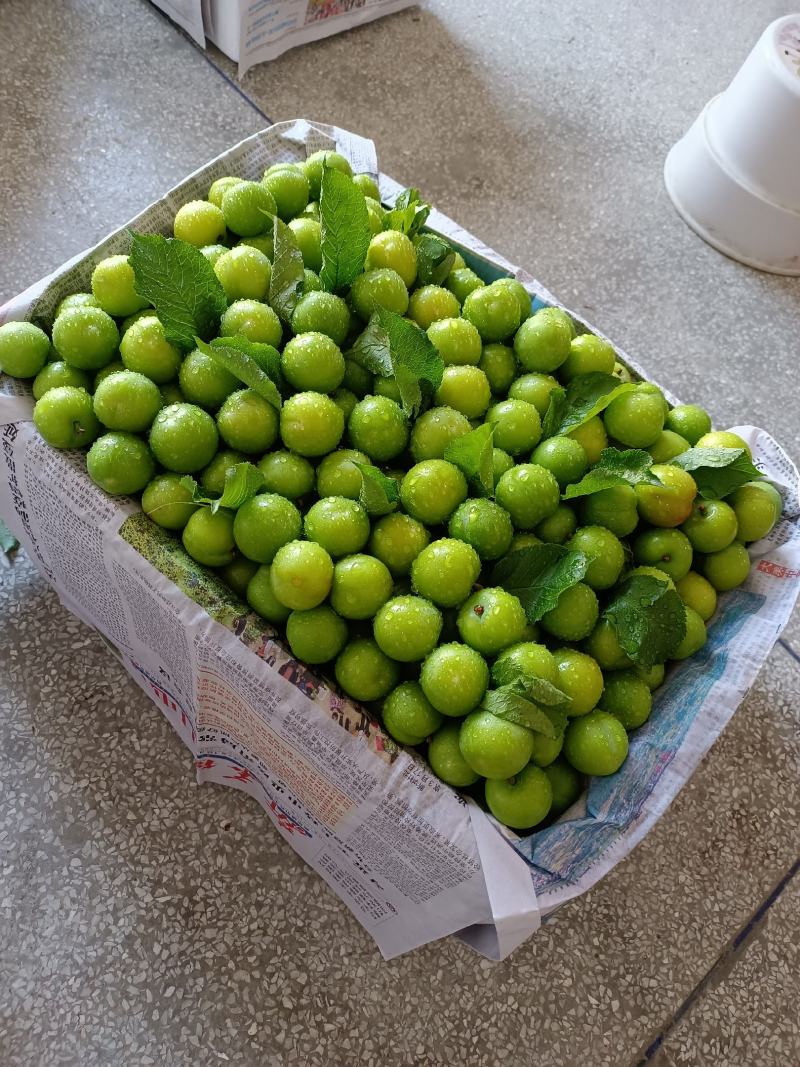 特大果，三月李珍珠李酸脆李孕妇水果