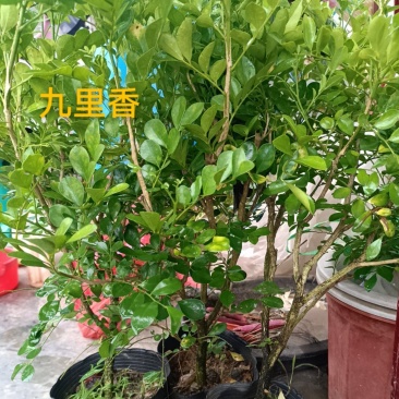 九里香，地苗，现挖发货