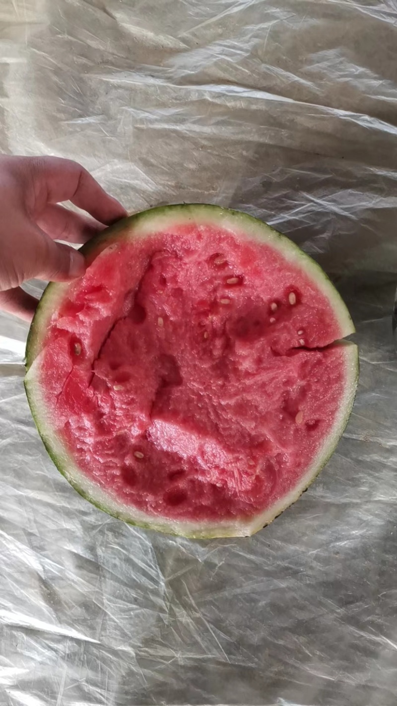 西双版纳无籽美都小钢炮
