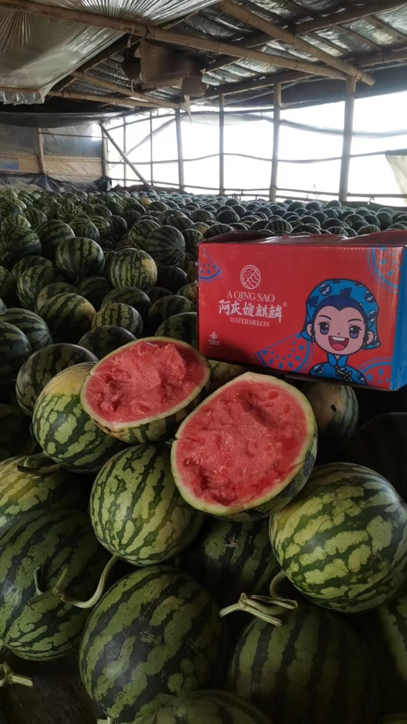 西双版纳无籽美都小钢炮