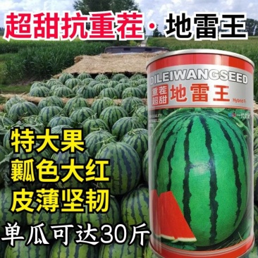 超甜地雷王西瓜种子抗重茬超大特大圆瓜大红瓤耐裂麒麟西瓜种
