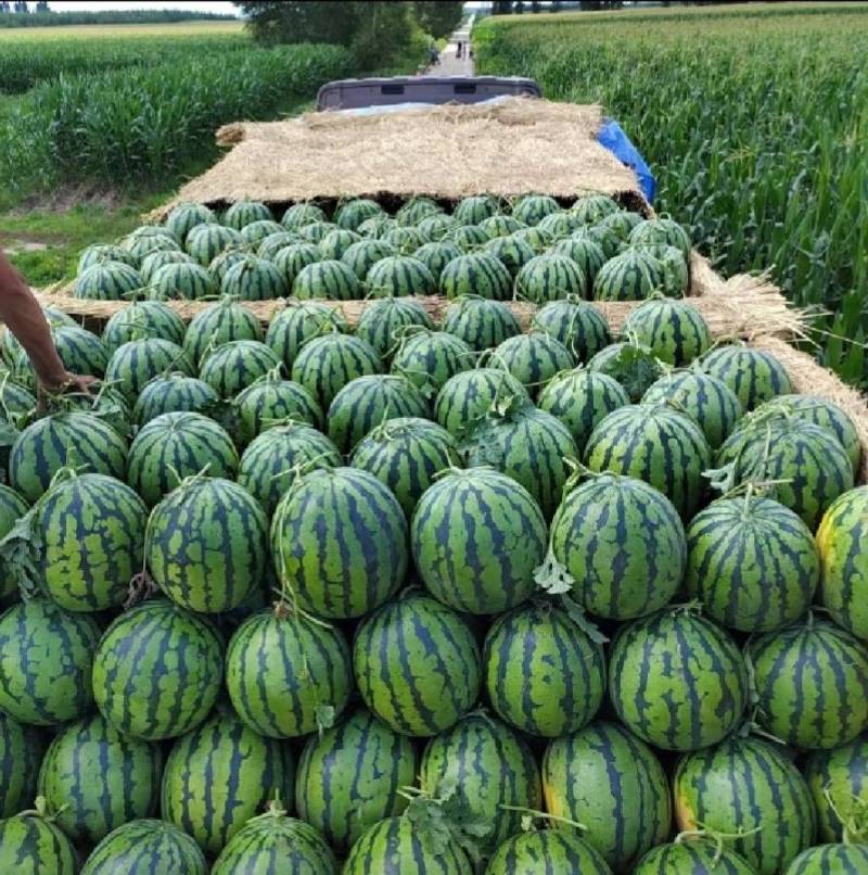 超甜地雷王西瓜种子抗重茬超大特大圆瓜大红瓤耐裂麒麟西瓜种