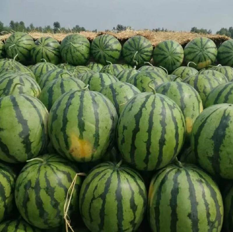 超甜地雷王西瓜种子抗重茬超大特大圆瓜大红瓤耐裂麒麟西瓜种