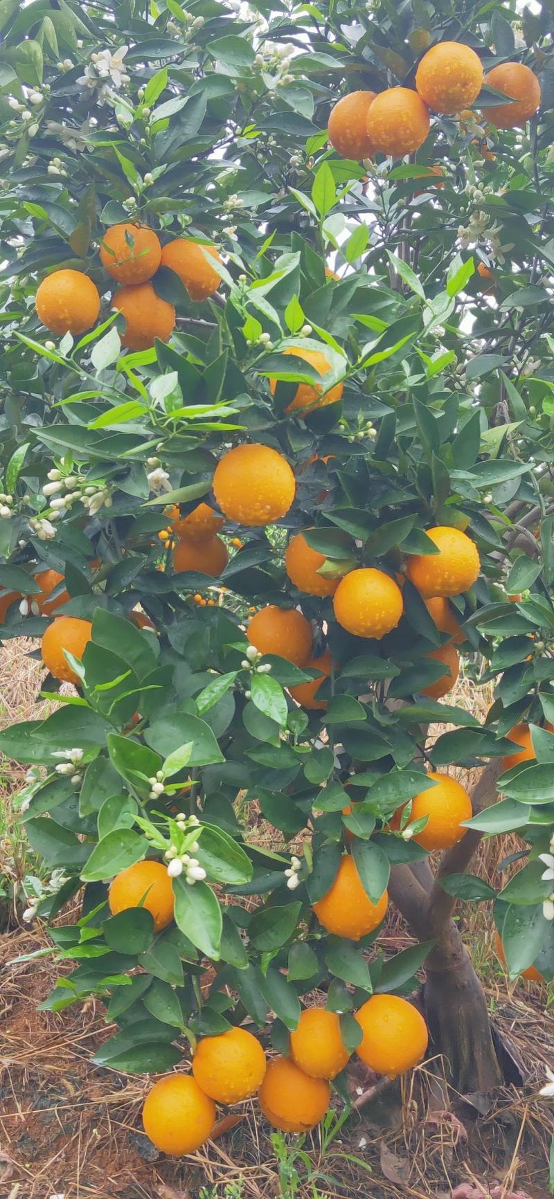 【回购率高】广西精品夏橙，口感香甜可口，夏日难得的美味。