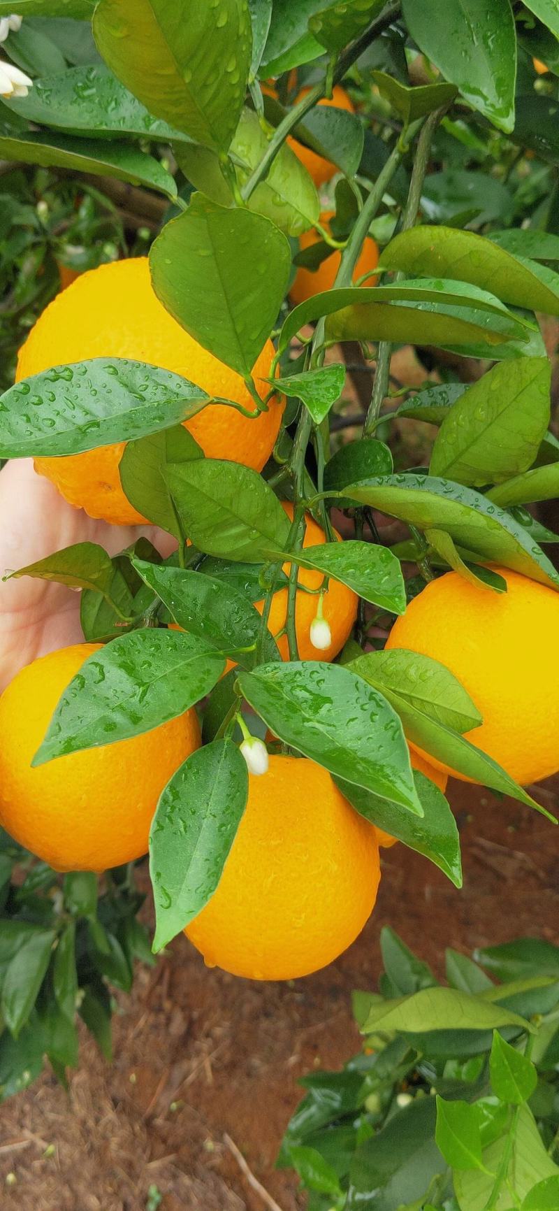 【回购率高】广西精品夏橙，口感香甜可口，夏日难得的美味。