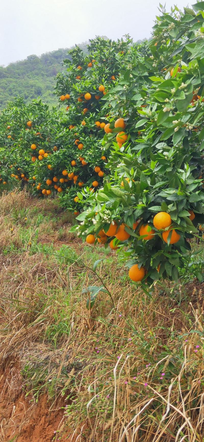 【回购率高】广西精品夏橙，口感香甜可口，夏日难得的美味。