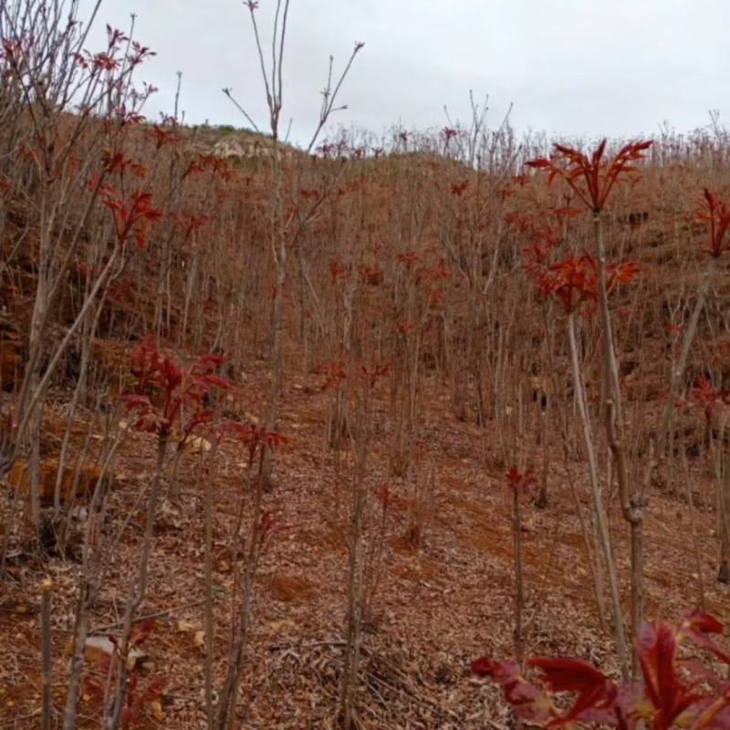 野生香椿芽